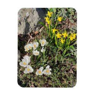 Affodien und Crocus Magnet