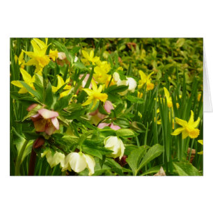 Affodien und Lenten-Rose farbenfroh