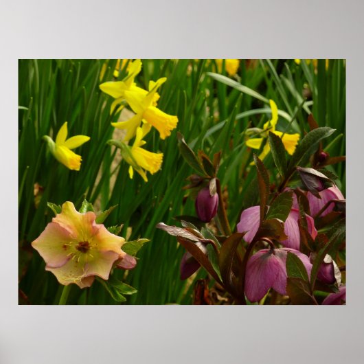 Affodien und Lenten-Rose farbenfroh Poster (Vorne)