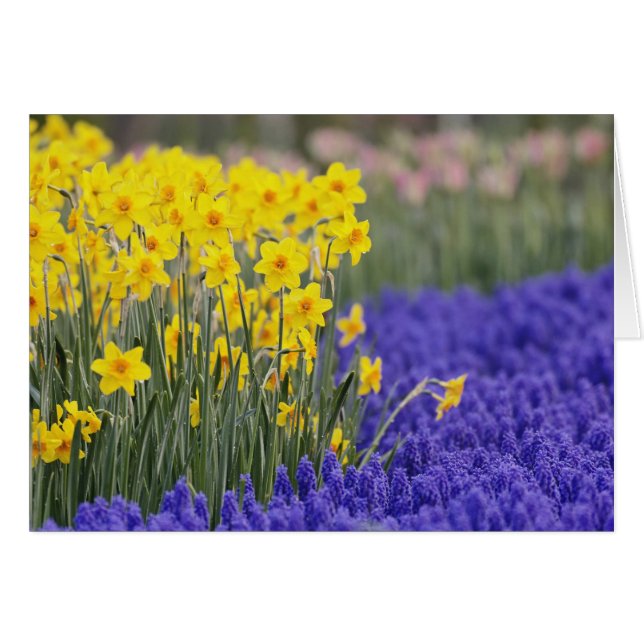 Affodien und Traubenhyacinth, Keukenhof 3 (Vorderseite (Horizontal))