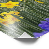 Affodien und Traubenhyacinth, Keukenhof 3 Fotodruck (Ecke)