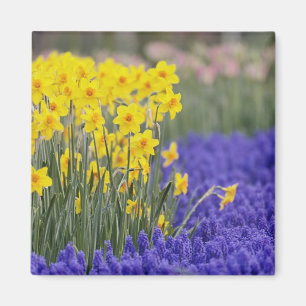 Affodien und Traubenhyacinth, Keukenhof 3 Magnet