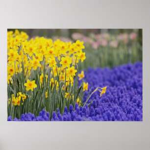 Affodien und Traubenhyacinth, Keukenhof 3 Poster