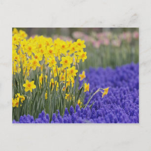 Affodien und Traubenhyacinth, Keukenhof 3 Postkarte