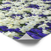 Affodien und TraubenHyakinth, Keukenhof 2 Poster (Ecke)