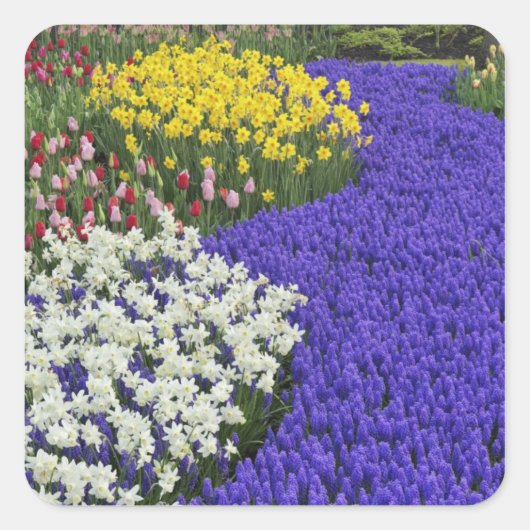 Affodien und TraubenHyakinth, Keukenhof 2 Quadratischer Aufkleber (Vorderseite)