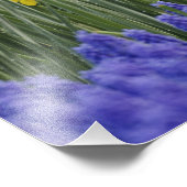 Affodien und TraubenHyakinth, Keukenhof Fotodruck (Ecke)