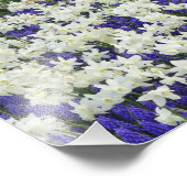 Affodien und TraubenHyakinth, Keukenhof Fotodruck (Ecke)