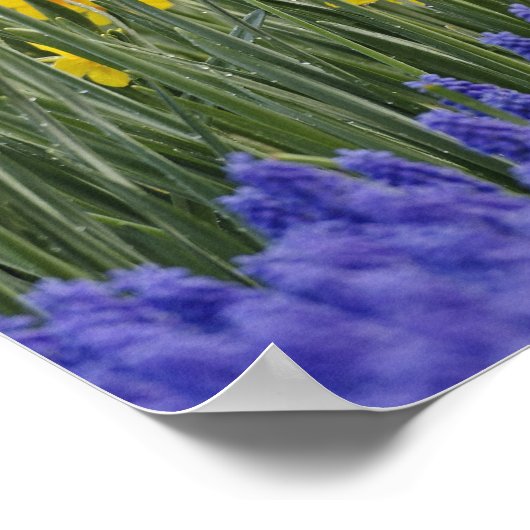 Affodien und TraubenHyakinth, Keukenhof Poster (Ecke)
