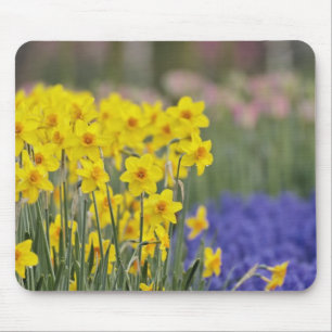 Affodien und Traubenzucker, Keukenhof Mousepad