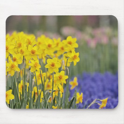 Affodien und Traubenzucker, Keukenhof Mousepad (Vorne)