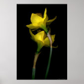 Affodil I Poster (Vorne)