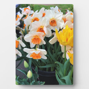 Affodils & Tulips, Oregon Fotoplatte