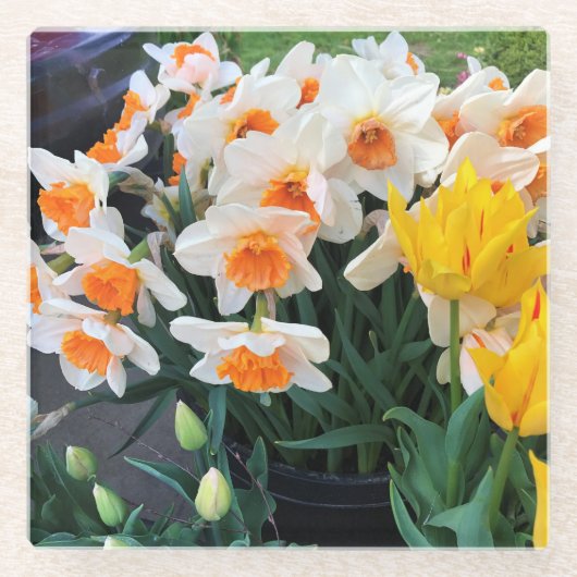 Affodils & Tulips, Oregon Glasuntersetzer (Vorderseite)