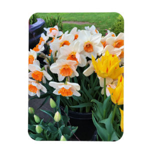 Affodils & Tulips, Oregon Magnet