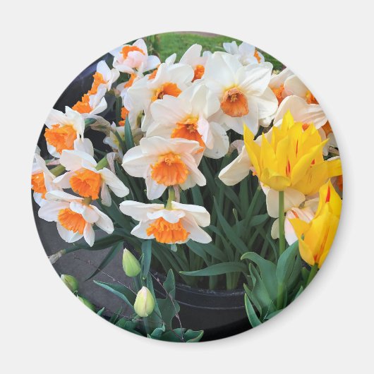 Affodils & Tulips, Oregon Magnet (Vorne)