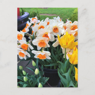 Affodils & Tulips, Oregon Postkarte
