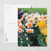 Affodils & Tulips, Oregon Postkarte (Vorne/Hinten)