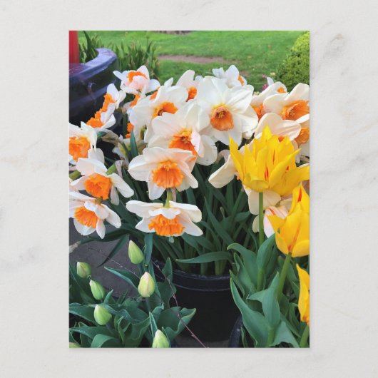 Affodils & Tulips, Oregon Postkarte (Vorderseite)