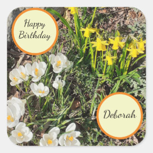 Affodis & Crocus Geburtstag Quadratischer Aufkleber