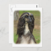 Afghan Hound 9J31D-06 Postkarte (Vorne/Hinten)