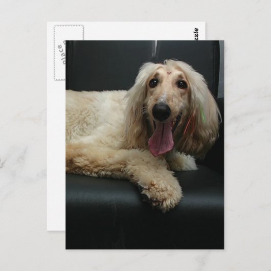 Afghan Hound Dog Postcard Postkarte (Vorne/Hinten)