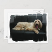Afghan Hound Dog Postcard Postkarte (Vorne/Hinten)