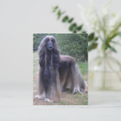 Afghan Hound Dog Postkarte (Stehend Vorderseite)