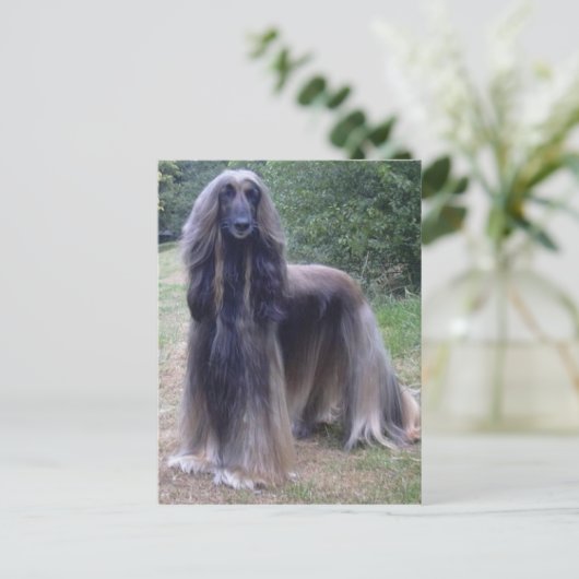 Afghan Hound Dog Postkarte (Stehend Vorderseite)