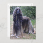 Afghan Hound Dog Postkarte (Vorne/Hinten)