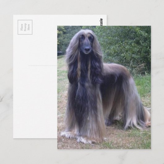 Afghan Hound Dog Postkarte (Vorne/Hinten)