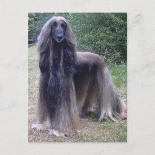 Afghan Hound Dog Postkarte (Vorderseite)