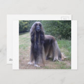 Afghan Hound Dog Postkarte (Vorne/Hinten)