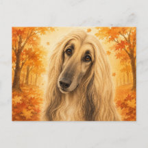 Afghan Hound Herbstwald Hund