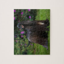 Afghan Hound Jigsaw Puzzle