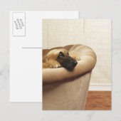 Afghan hound lying on sofa postkarte (Vorne/Hinten)