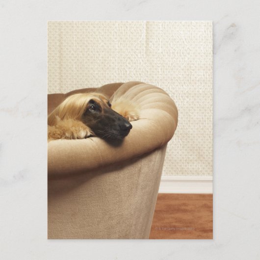 Afghan hound lying on sofa postkarte (Vorderseite)