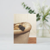 Afghan hound lying on sofa postkarte (Stehend Vorderseite)