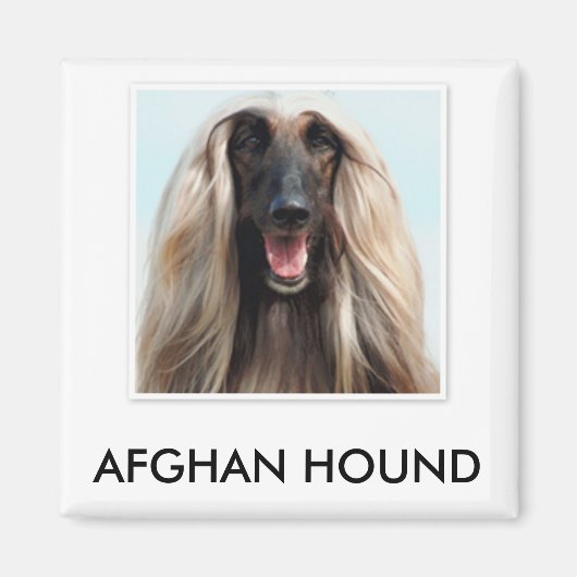 Afghan Hound Magnet (Vorne)