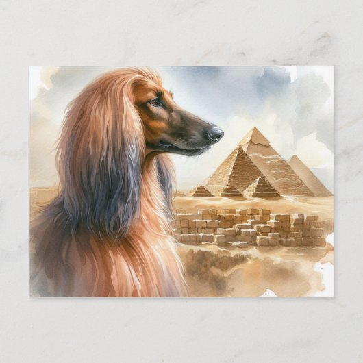 Afghan Hound Postcard Postkarte (Vorderseite)