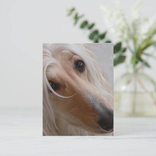 Afghan Hound Postcard Postkarte (Stehend Vorderseite)