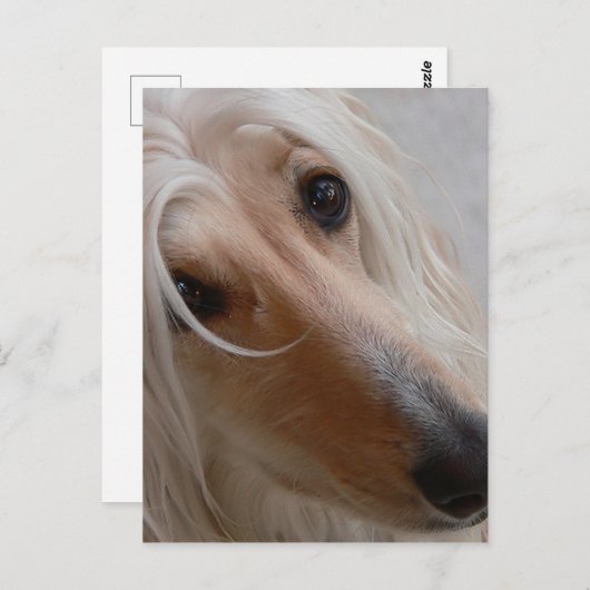 Afghan Hound Postcard Postkarte (Vorne/Hinten)