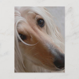 Afghan Hound Postcard Postkarte