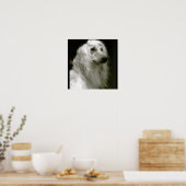 Afghan Hound Poster (Küche)
