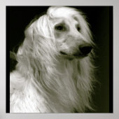 Afghan Hound Poster (Vorne)
