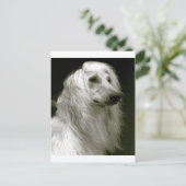 Afghan Hound Postkarte (Stehend Vorderseite)