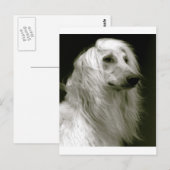 Afghan Hound Postkarte (Vorne/Hinten)