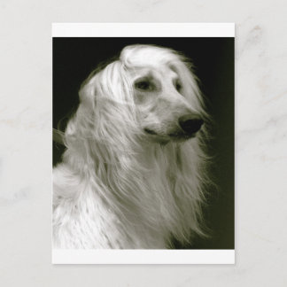 Afghan Hound Postkarte