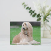 Afghan Hound Postkarte (Stehend Vorderseite)