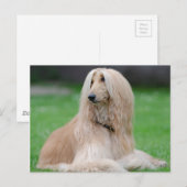 Afghan Hound Postkarte (Vorne/Hinten)